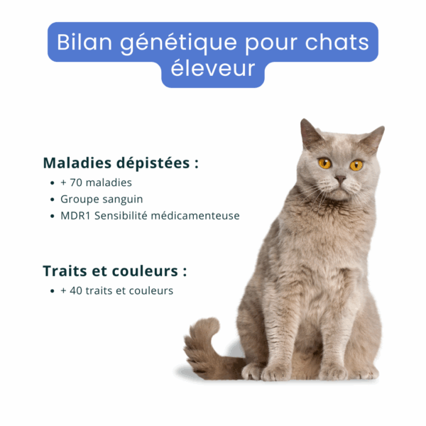 Bilan génétique pour chat - éleveur
