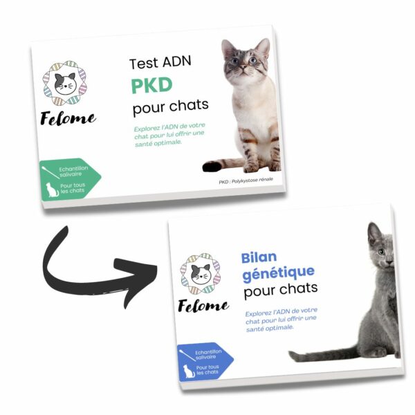 Mise à jour Test ADN PKD pour chats en bilan génétique