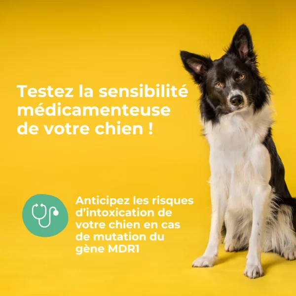 Test MDR1 pour chien – Image 2