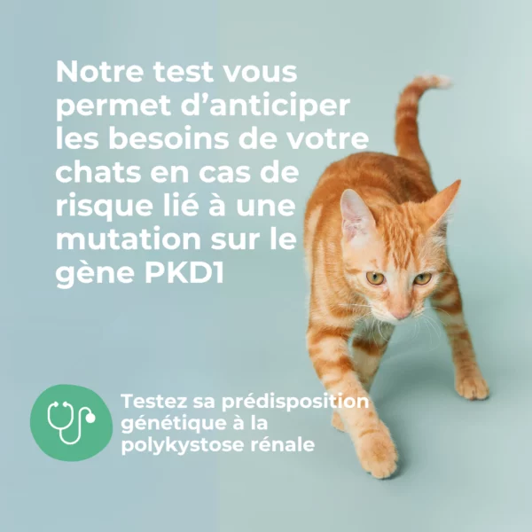 Test PKD pour chat – Image 3