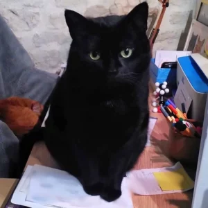 “J'ai bien aimé le concept de ce test, surtout la partie sur la proximité de race ! Ayant deux chats de la rue (un breton et une guadeloupéenne) cela permet de s'imaginer les différents métissages qu'il y a pu avoir parmi leurs ancêtres et c'est très intéressant !”