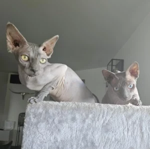 “Ce test m’a permis de découvrir que mon petit sphynx sera potentiellement atteint d’une maladie cardiaque. Cela va me permettre de le faire surveiller très régulièrement et ainsi d’adapter le traitement dès les premiers symptômes. J’ai déjà perdu un sphynx de la CMH en deux mois après les premiers symptômes car la maladie était déjà très avancée. Merci !”