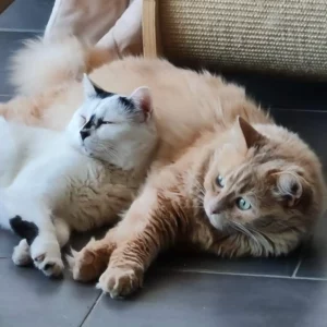 “Super ! Cela faisait longtemps que je voulait faire un bilan pour mes chats !”