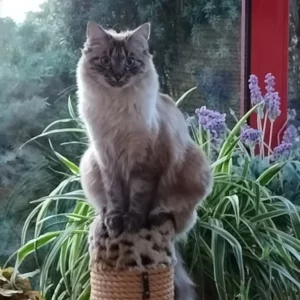 “Ca m’a rassuré sur leur santé. J’étais surprise qu’un coton suffise pour le test.”