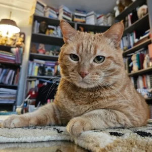 “Très bien ! C’est un bilan très utile pour l’avenir de mon chat !”