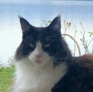 “Ravie de l’expérience et de savoir que ma chatte n’est prédisposée à aucune maladie.”