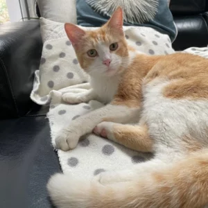 “J’ai adoré recevoir le bilan concernant les origines de mon chat car nous l’avons adopté à la SPA et il a été trouvé chaton dans la rue. Il a de la proximité de race avec le main coon, il est tellement grand et avec une queue de renard que nous ne sommes pas étonnés ”