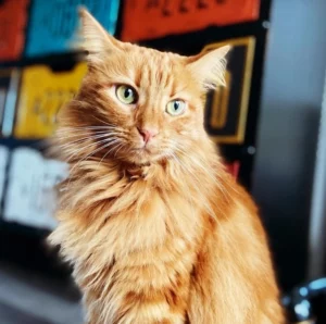 “Lorsque j’ai adopté Lili on m’a assuré que son père était un Maine Coon et je l’ai répété pendant des années. Au final, pas du tout et ça ne diminue pas mon attachement à Lili ! Elle a une queue courte et maintenant je sais que ce n’est pas dû un accident mais une mutation que l’on retrouve aussi chez le Japanese Bobtail. On a enfin levé tous les mystères de son apparence !“