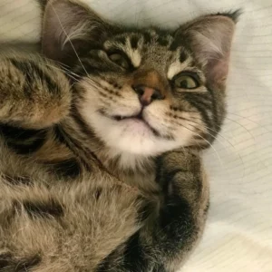 “Super initiative ! Test qui permet d’en apprendre plus sur son chat. Il a révélé un gène de prédisposition d’une maladie cardiaque, nous allons donc pouvoir surveiller cela avec le vétérinaire. Merci à vous !”
