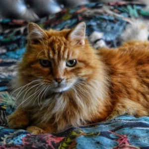 “Expérience facile malgré ma peur de mal faire. Je suis heureuse de savoir certaines choses en plus sur mon chat.”