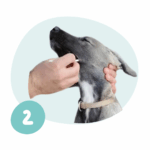 Prélèvement ADN sur un chien