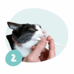 Prélèvement ADN sur un chat