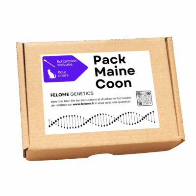Pack Maine Coon