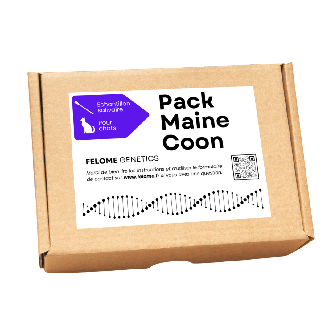 Pack Maine Coon