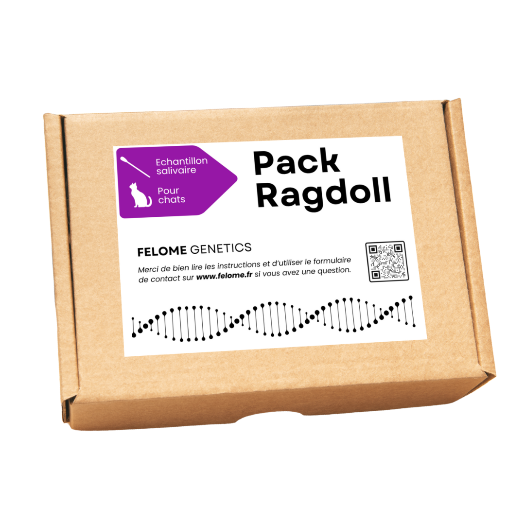 Pack Ragdoll