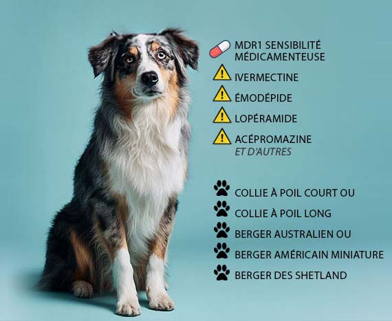 Test MDR1 pour chien