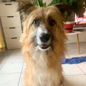 Test facile à réaliser et résultat rapide merci beaucoup pour cela … Une maniere simple de prendre soin de nos compagnons à 4 pattes….