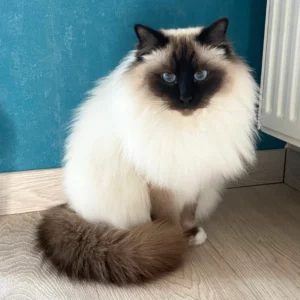 Superbe expérience. Kit reçu rapidement, simple à utiliser. Merci pour l information supplémentaire disant que mon chat est porteur d une autre maladie (heureusement récessive. Le problème de reproduction ne se posera pas car il est déjà castré)