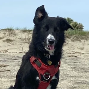 Le kit est simple d'utilisation et les résultats sont fournis rapidement, très satisfait de votre service.