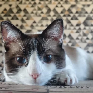 Très simple d'utilisation, les résultats sont claires et rapides.