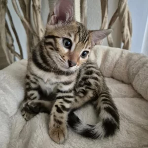 Mon expérience avec Felome a été très satisfaisante, tant au niveau de la communication avec l'équipe (très à l'écoute des besoins et flexible) que de la qualité des tests. Les résultats sont très clairs et bien expliqués. La possibilité d'accéder uniquement aux tests des maladies spéciques à la race est très appréciable.