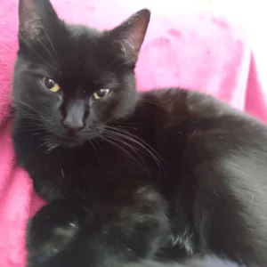 Super expérience, le kit est très facile d'utilisation, c'est rapide, Ranma n'a pas bougé durant le prélèvement, donc c'est pas trop désagréable pour le chat. Résultats rapide et très clairs. Merci encore !