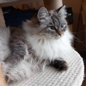 Les informations fournies sont instructives, même en dehors des résultats. C'était très intéressant. Concernant les résultats, nous étions rassurés pour l'une de nos chattes car les éleveurs nous avaient menti sur le testing des géniteurs concernant les maladies les plus fréquentes chez la race en question.