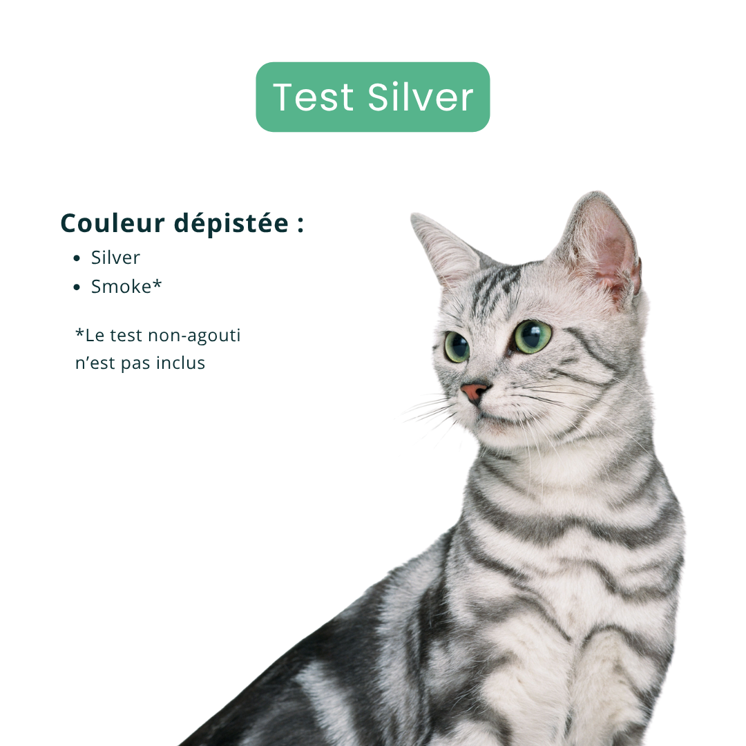 Test Silver pour chat