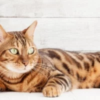 Bengal