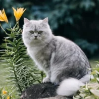 British Longhair