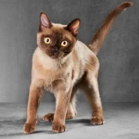 Burmese