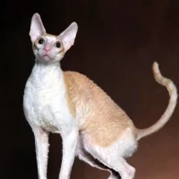 Cornish Rex