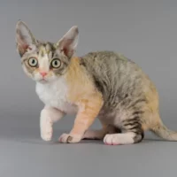 Devon Rex