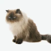 Himalayen