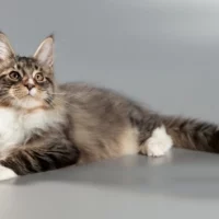 Maine Coon