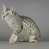 Mau Égyptien