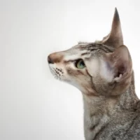 Oriental Shorthair