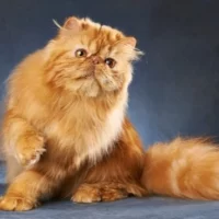 Persan