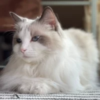 Ragdoll
