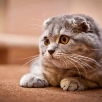 Scottish Fold