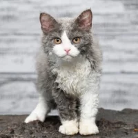 Selkirk Rex