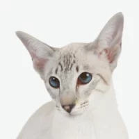 Siamois