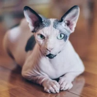 Sphynx